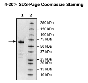 Spike S1 RBD, Fc-Fusion, Avi-Tag, Biotin-labeled (SARS-CoV-2)