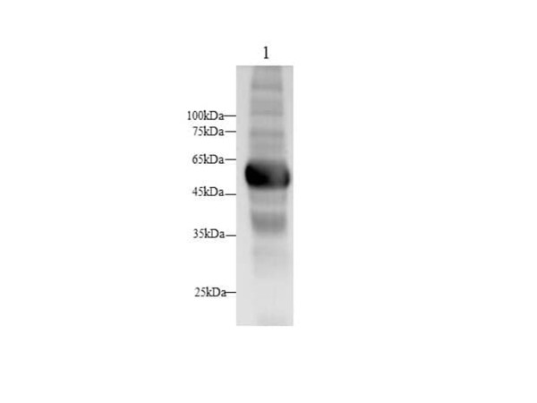 Anti-AMY1 (Capture/Detector)