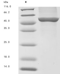 Lanosterol 14-alpha demethylase (cyp51), Mycobacterium tuberculosis, recombinant