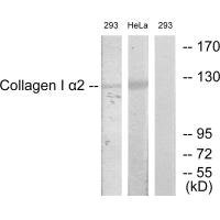 Anti-COL1A2