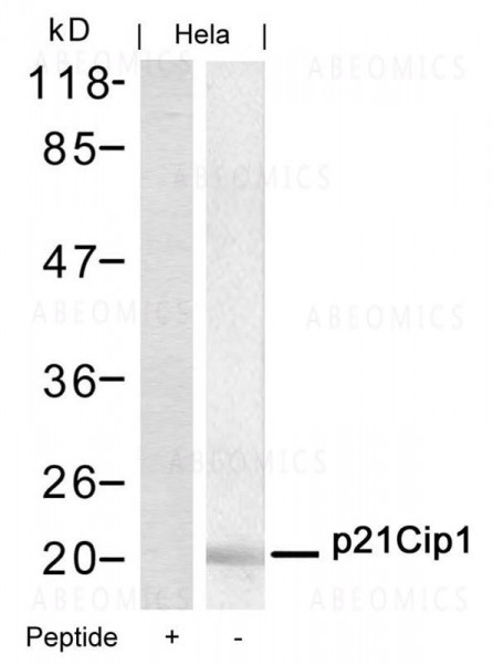 Anti-p21Cip1 (Ab-145)