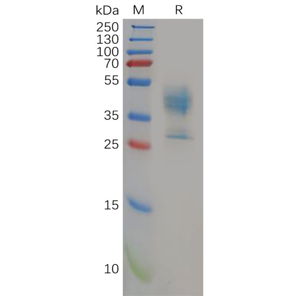 Human MDR-1 Protein, hFc Tag