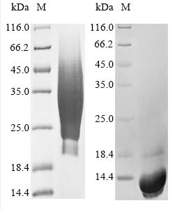 CD63 antigen (CD63), partial, human, recombinant