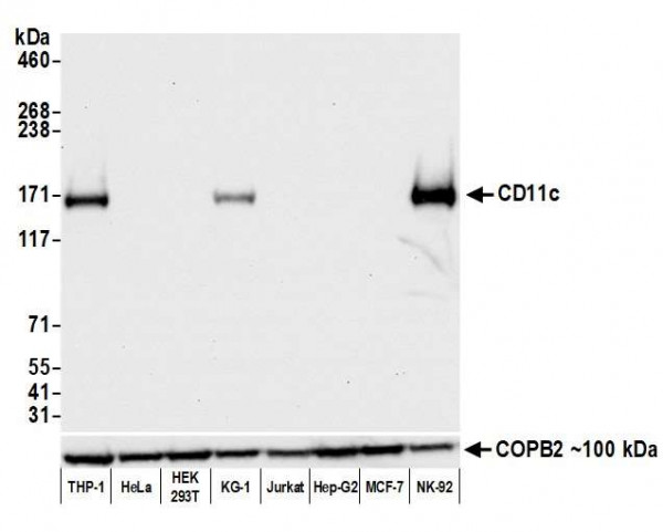 Anti-CD11c Recombinant Monoclonal