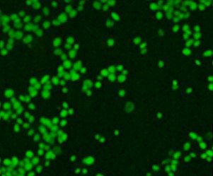 Anti-Histone H3 Trimethyl (Lys27)