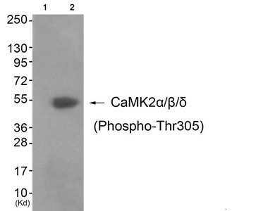 Anti-Phospho-CAMK2A (Thr305)