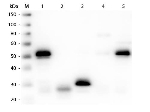 Anti-Rabbit IgG (H&amp;L) [Sheep]