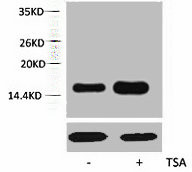 Anti-Acetyl-Histone H2A (Lys5)