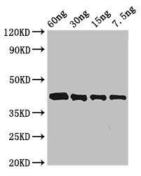 Anti-Arginine esterase