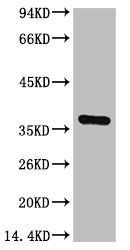 Anti-GAPDH Monoclonal, clone 13B6