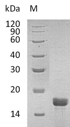 Interleukin-2 (Il2) (Active), mouse, recombinant