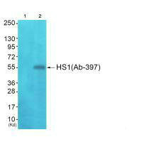 Anti-HCLS1 (Ab-397)