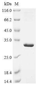 HLA class II histocompatibility antigen, DRB1 beta chain (HLA-DRB1),partial, human, recombinant