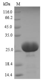 Carcinoembryonic antigen-related cell adhesion molecule 3 (CEACAM3), partial, human, recombinant