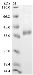 Palmitoyl-protein thioesterase 1 (Ppt1), mouse, recombinant
