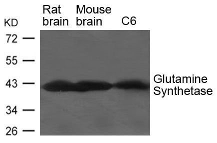 Anti-GLUL