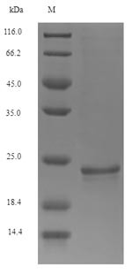 Osteocalcin (Bglap), mouse, recombinant