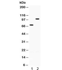 Anti-ZP1 / Zona pellucida sperm-binding protein 1