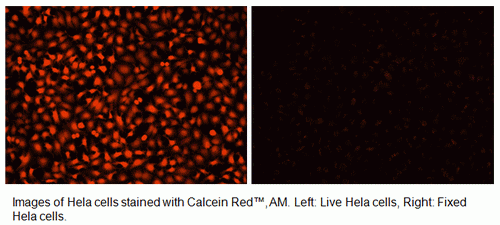 Calcein Red(TM) AM