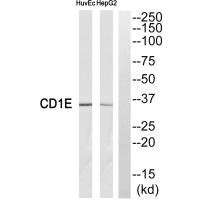 Anti-CD1E