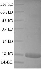 Interferon alpha-2 (IFNA2), human, recombinant