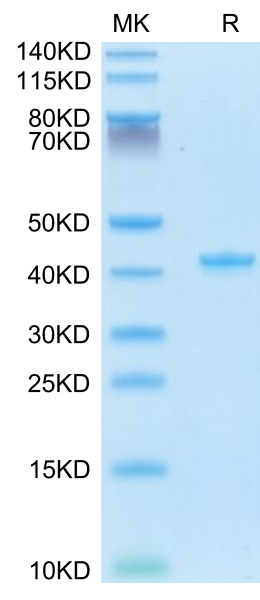 Mouse CCL5 Protein