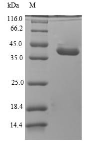 Anionic trypsin, dog, recombinant